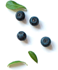 pata de pollo